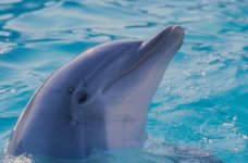Dolphin-created by Themes R Us-Fonts R Us http://www.crypted.com